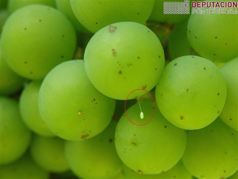Polilla del Racimo - Grapevine moth - Couza do acio >> Posta de crisopa en uva albariña.jpg